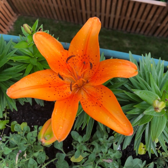 Meet your Posher, Nadia - Picture 1 of 1